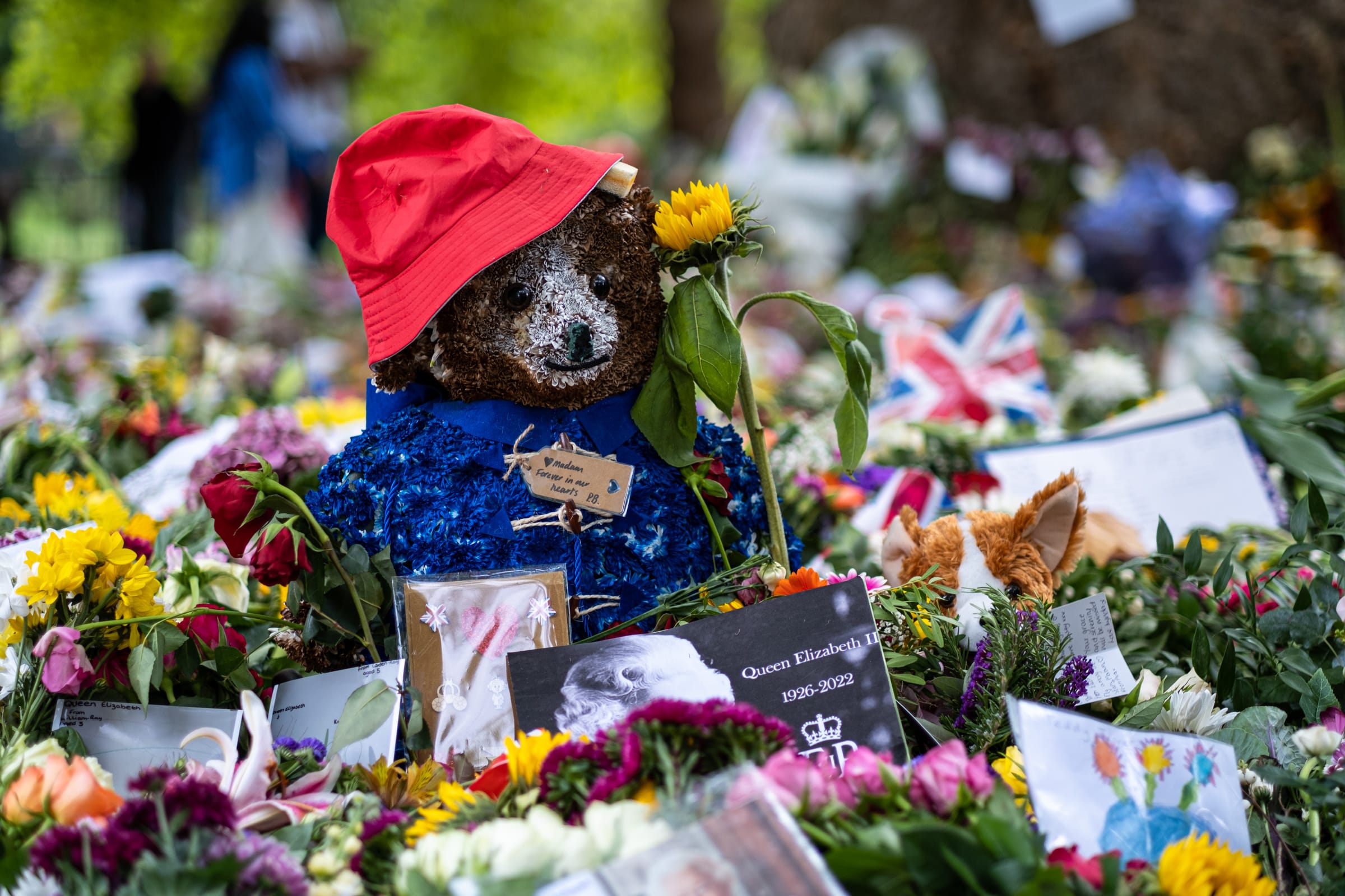 A paddington bear plush sitting in a sea of flowers, with a tiny Union Jack in its breast pocket.