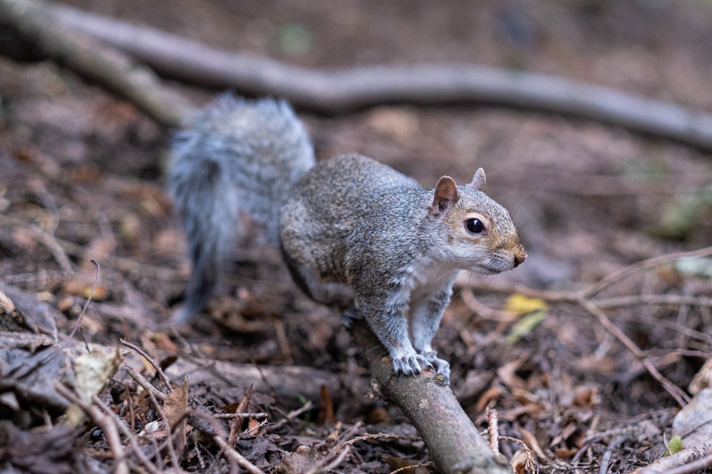 Close-up of a gray squirrel sitting on a dead branch and tilting its head.