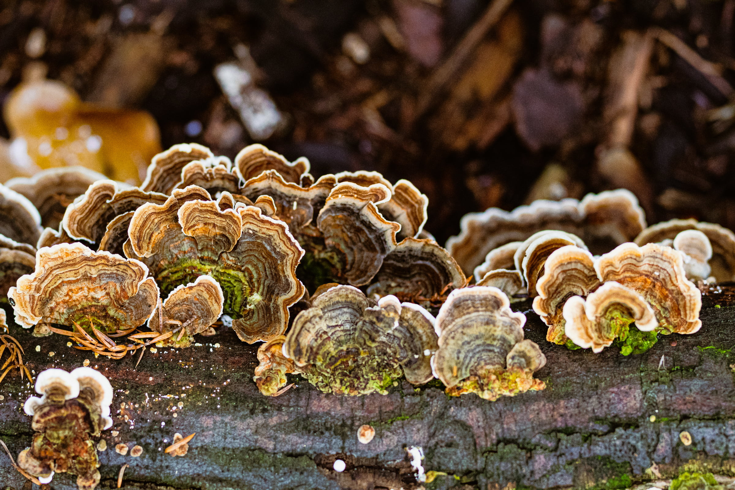 Multiple layers of fungi growing on a log.