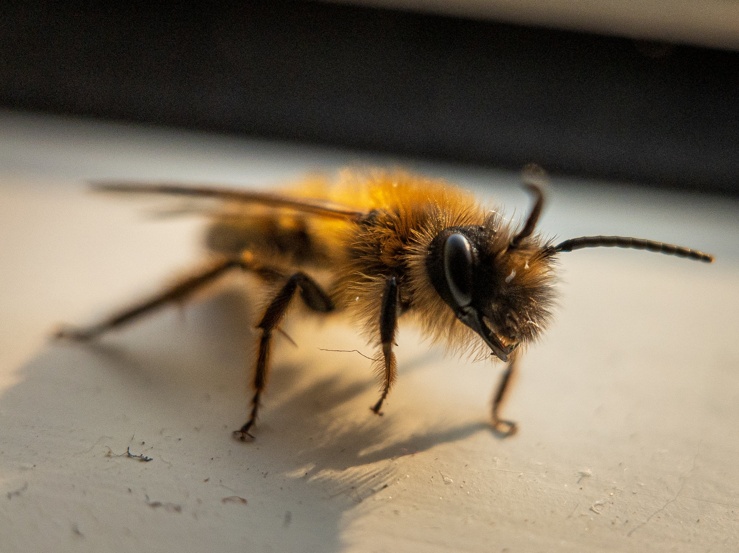 A macro shot of a bee.