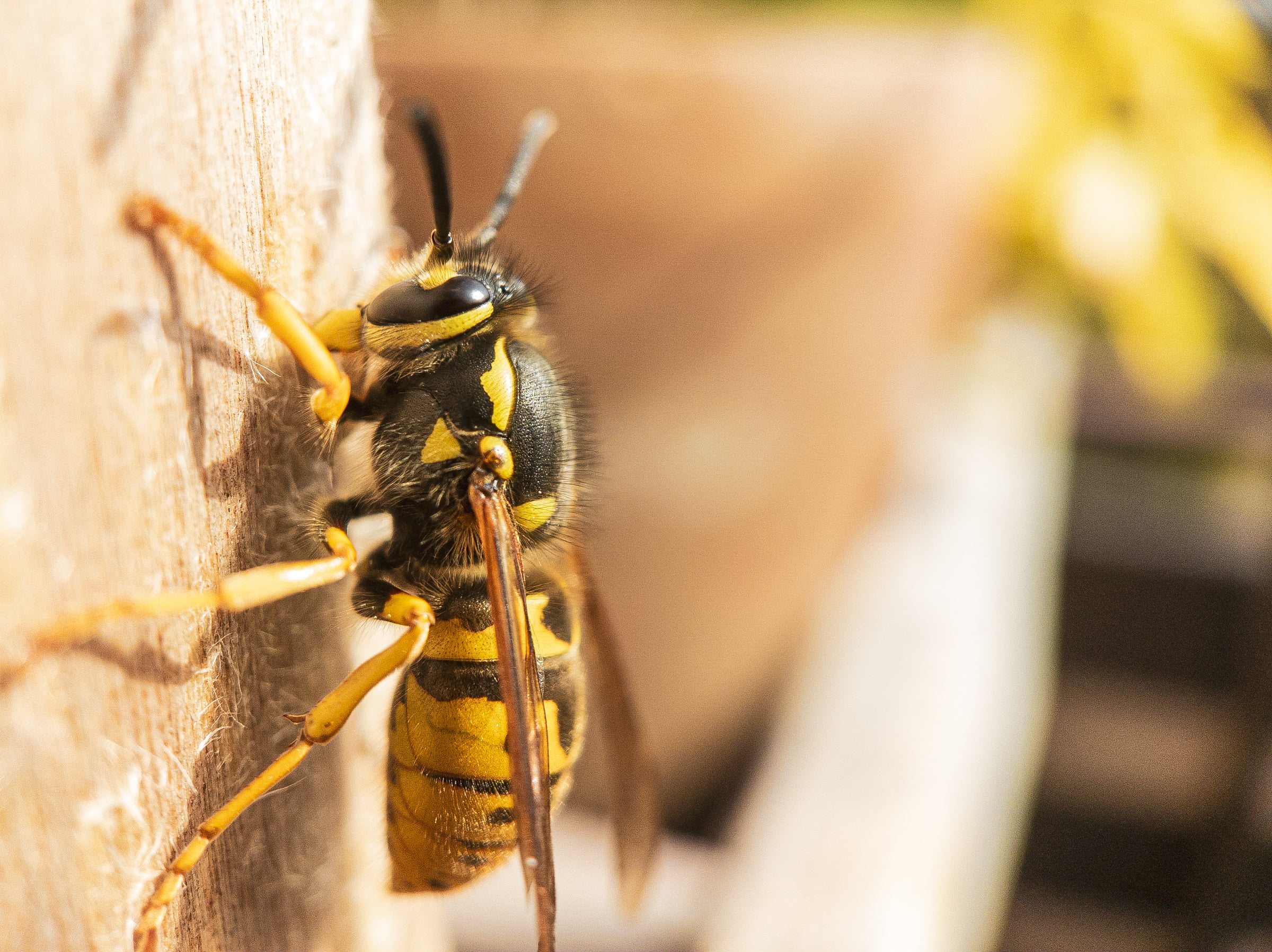 A macro shot of a wasp clinging vertically to a board.