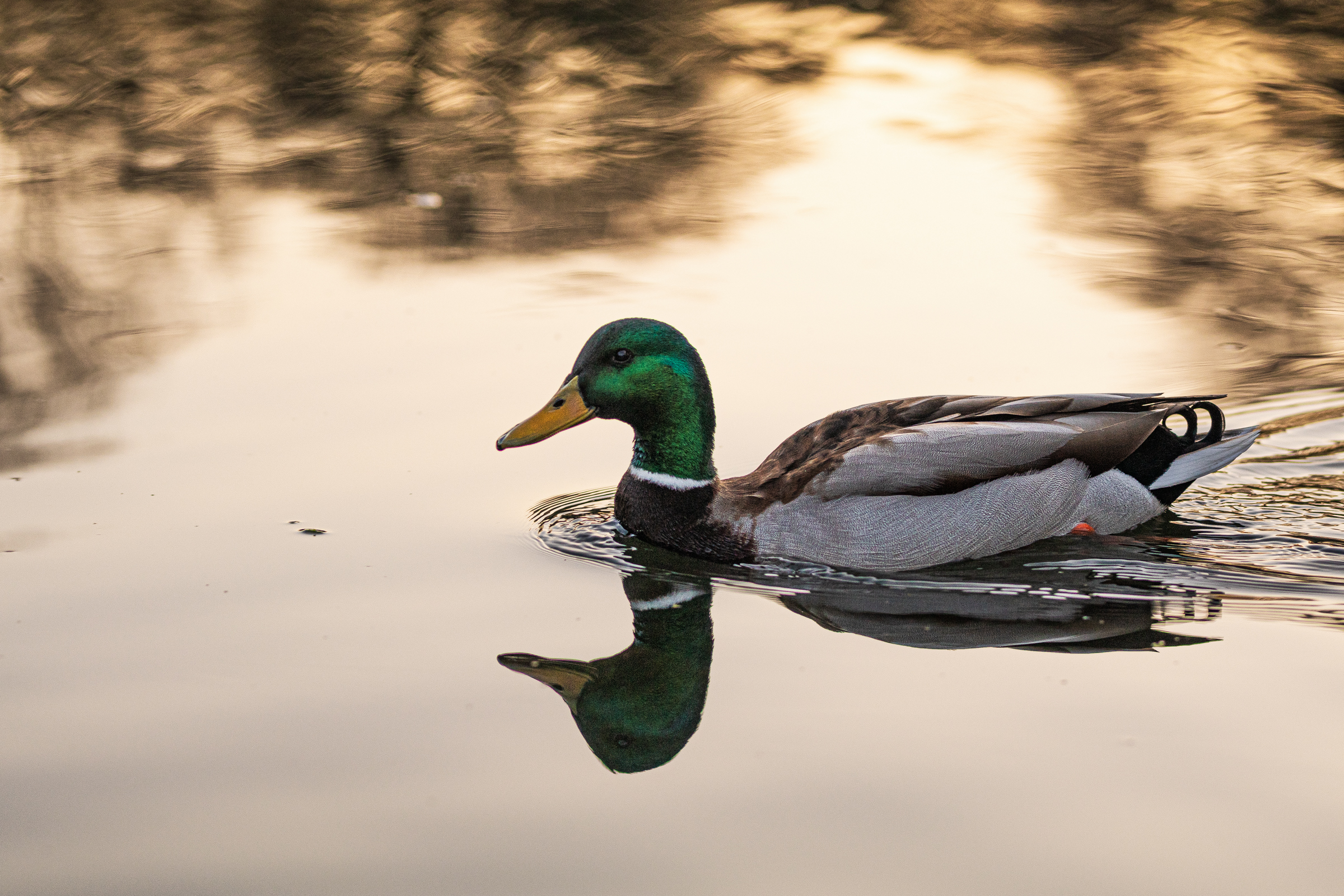 A duck swimming across a pond, cleanly reflected on the waters surface