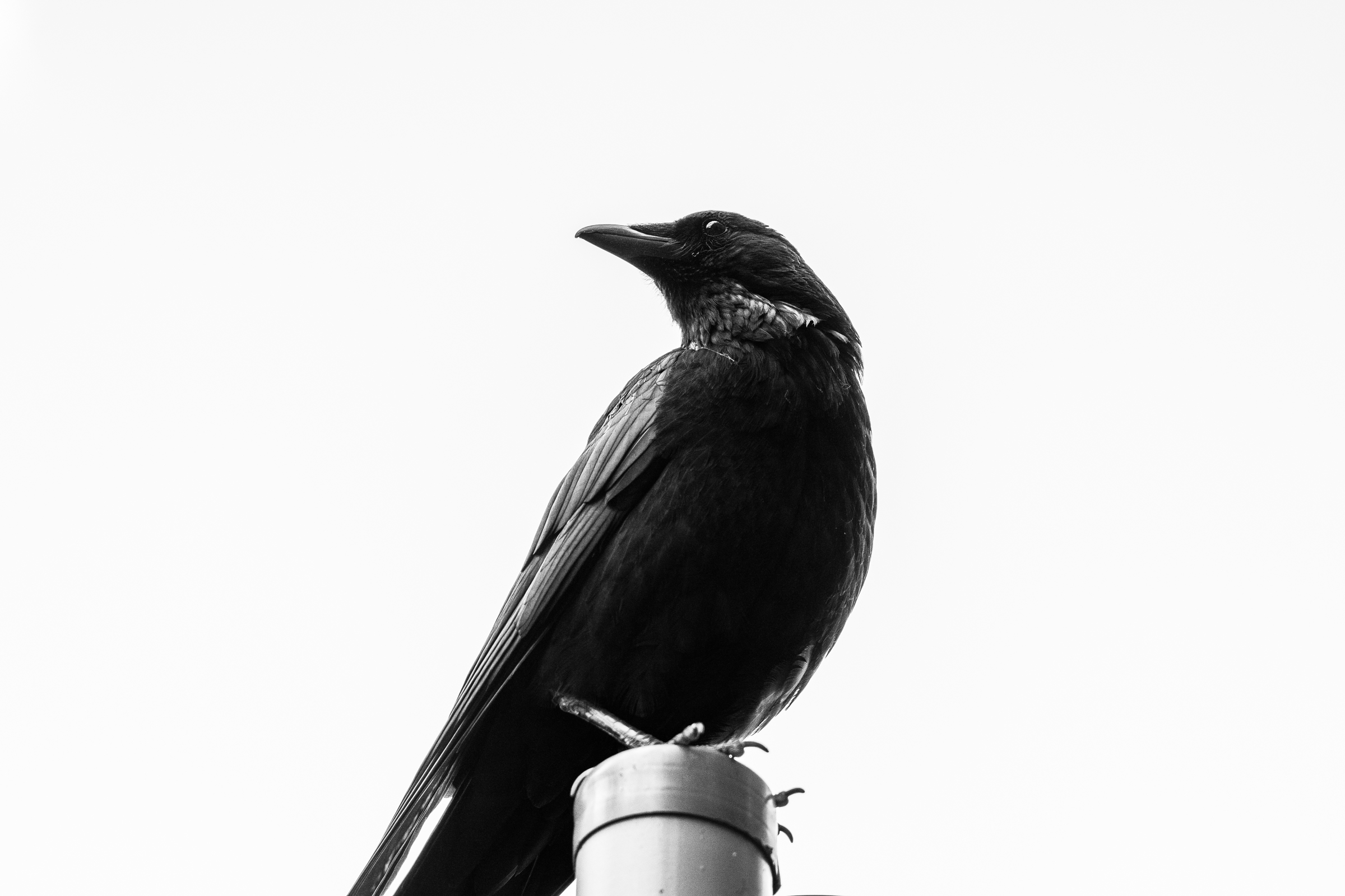 A black-and-white photo of a raven before a white background looking over it's shoulder.