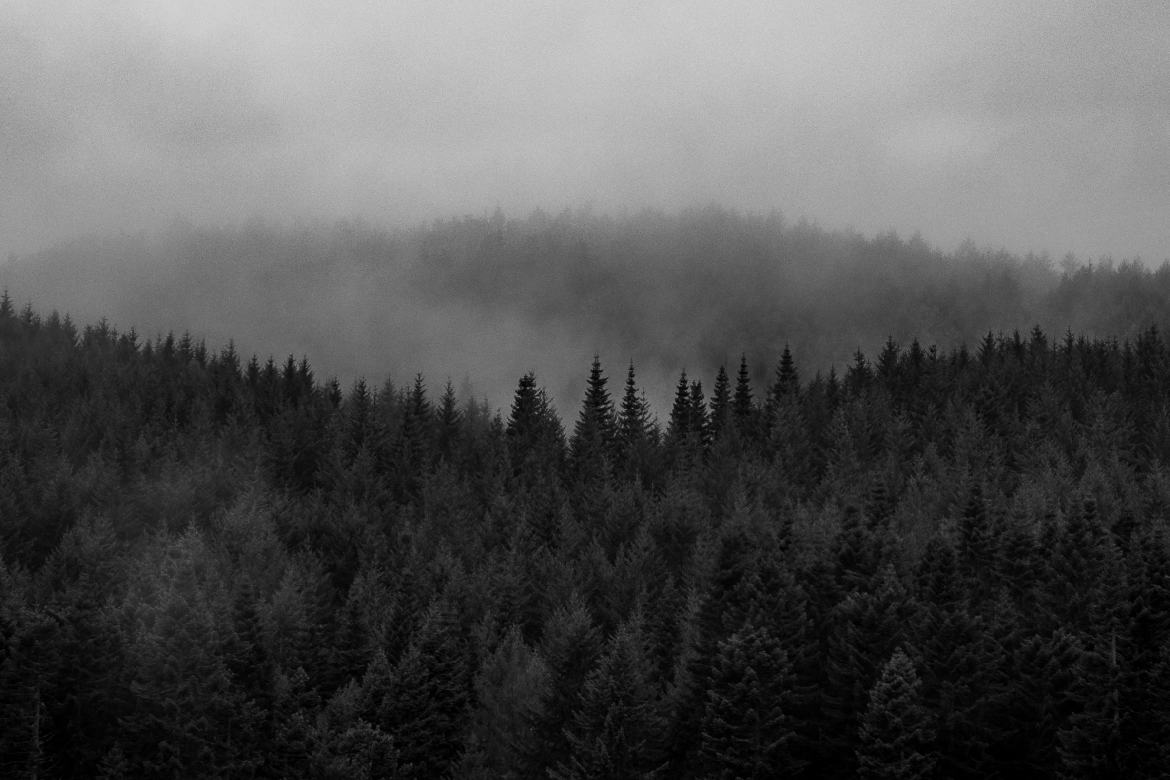 A black-and-white photo of tree tops fading behind mist towards the background.