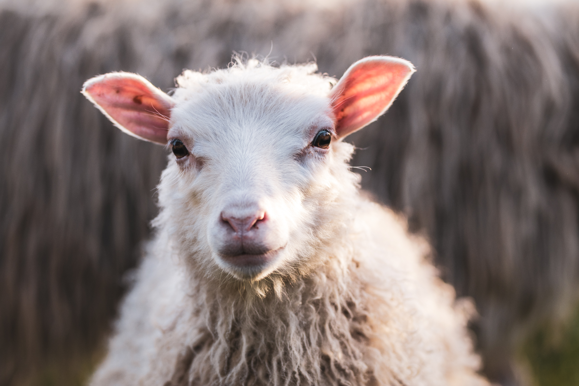 A young sheep looking directly into the camera. It appears to be smiling.