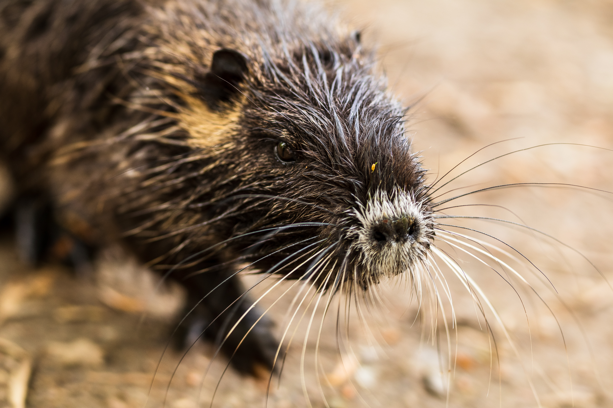 A close-up of a young nutria (cuypu) with brown fur.