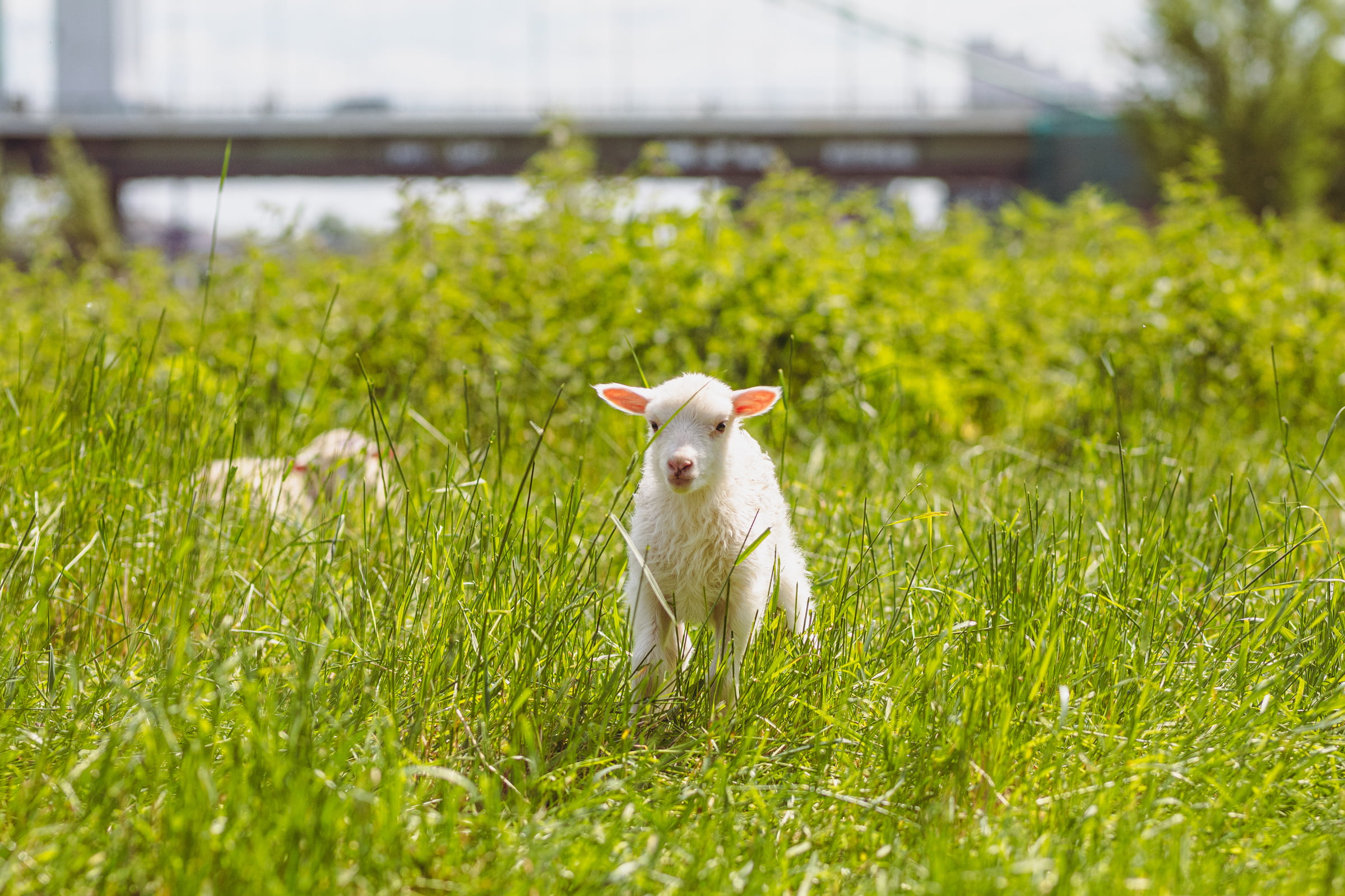 A young sheep standing in tall grass, looking attentively at the camera.