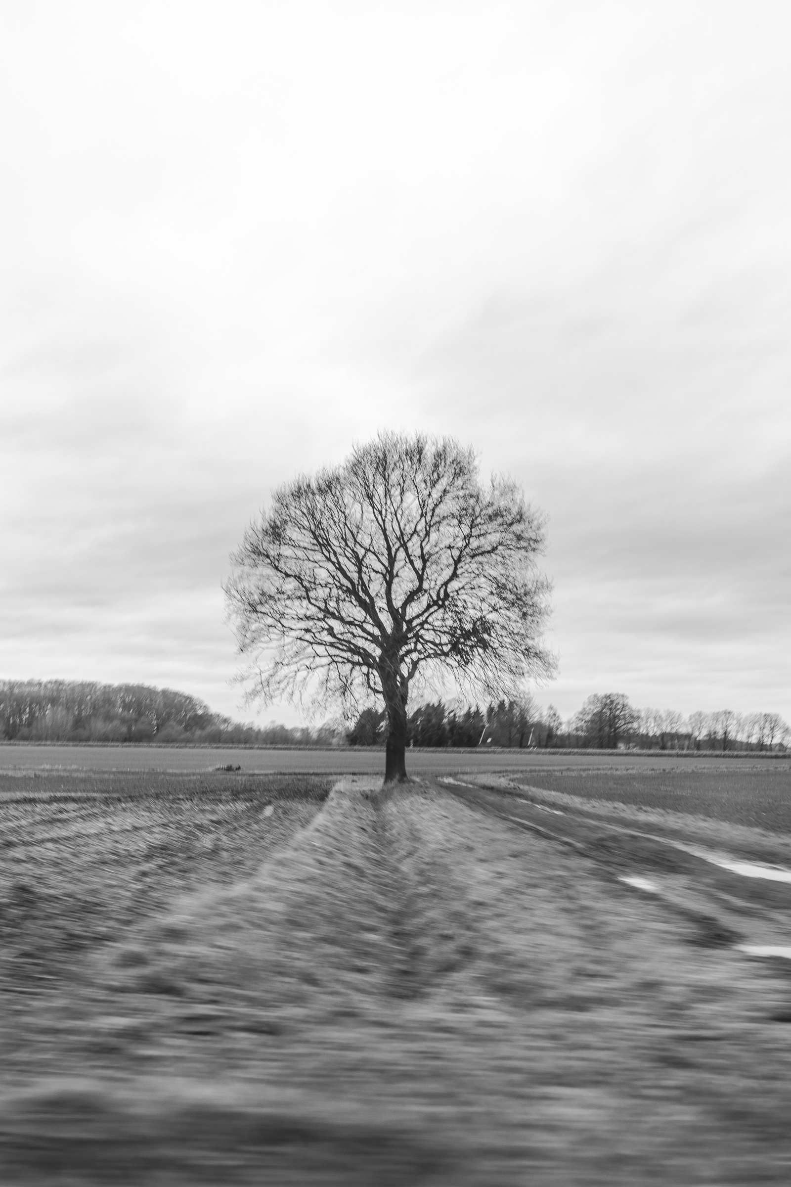 A tree standing in a field with radial motion blur around it.