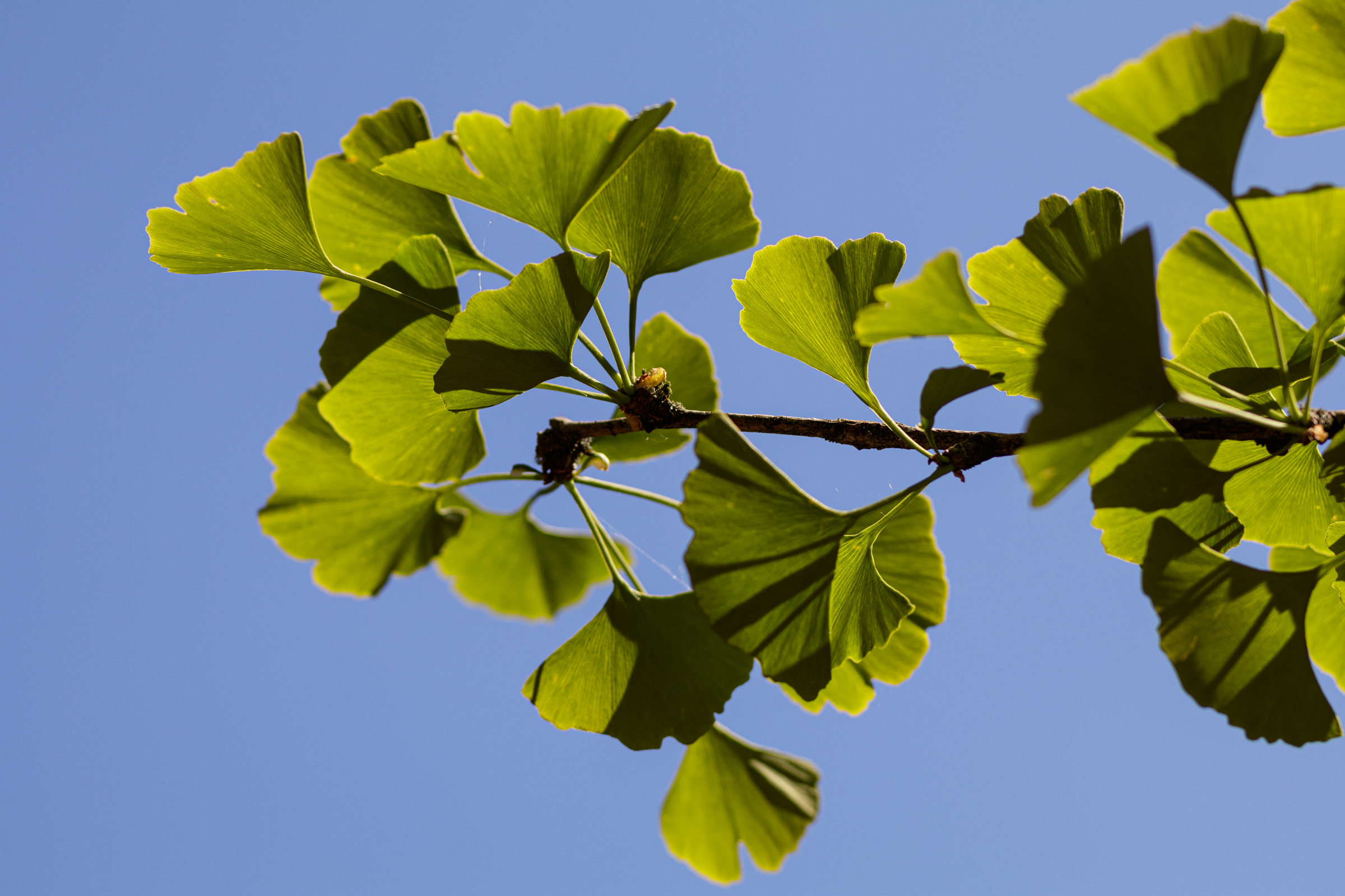 Branch of a gingko tree with green leaves set against a blue sky.