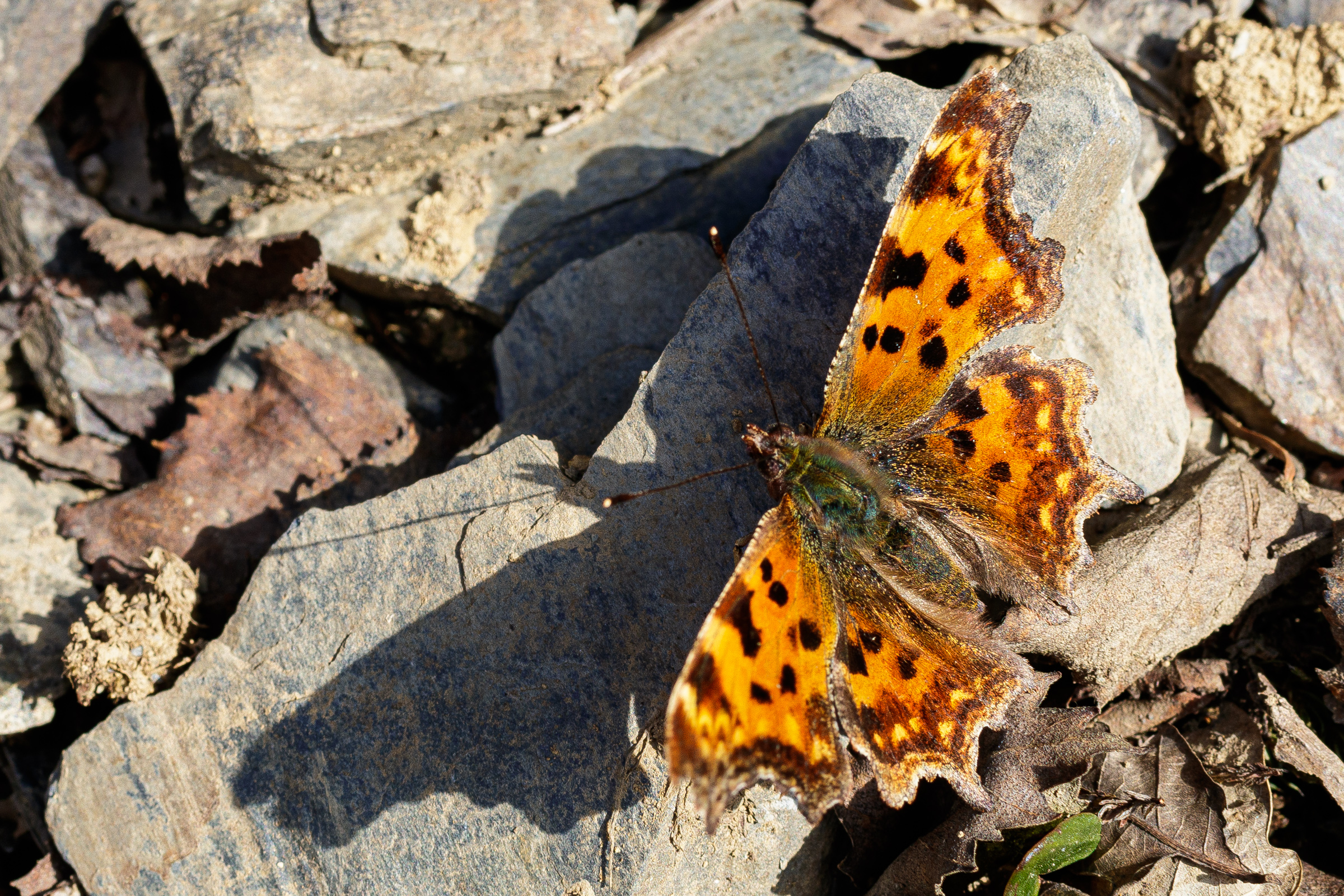 A red spotted butterfly sitting on a rock.