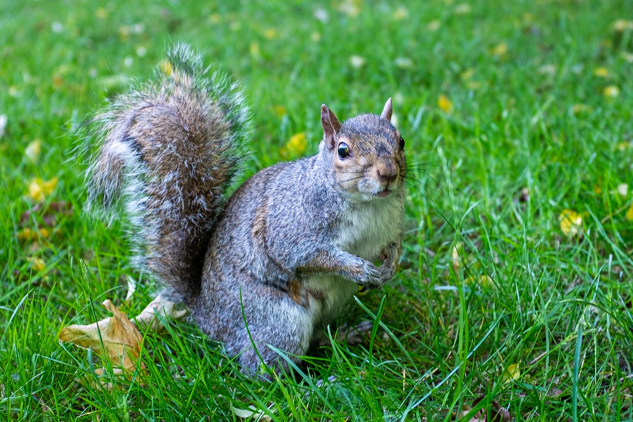 A brown squirrel looking directly at the camera.